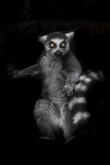 one Madagascar ring tailed lemur on a black background looks at you with  eyes