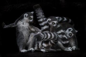 They are engaged in lemur business - combing and licking wool. Three Madagascar ring-tailed lemur on a black