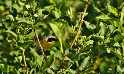 Common Yellowthroats live in marshes and wet, low brushy areas. They eat insects, arachnids, and seeds. Sing a distinct song that says “wichity.” They are protected on the US Migratory Bird list.