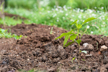 environmental day concept, earth day, promote the oxygenation of the air, plant trees back to the forest to make merit for the forest, show the love of nature.