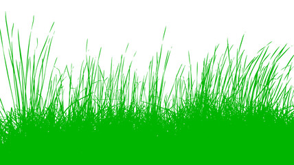 Obraz premium herbe verte sur fond blanc 