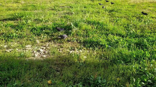 crows in the park in summer solar time