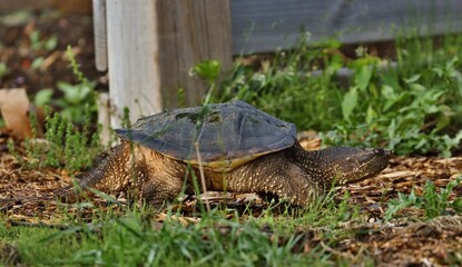 Snapping Turtle 
 Its carapace can vary from light brown to black in color and it has a saw-toothed...