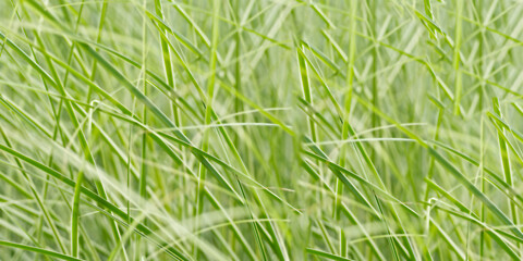 green grass background