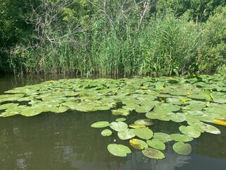 water lily on green river water, peat bog