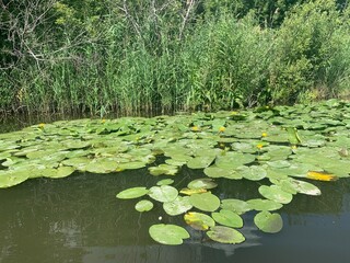 water lily on green river water, peat bog