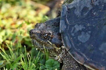 Snapping Turtle 
 Its carapace can vary from light brown to black in color and it has a saw-toothed back edge. The tail supports a row of jagged dorsal scales and is nearly as long as the carapace.