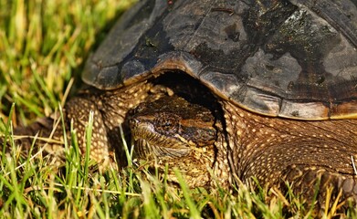 Snapping Turtle 
 Its carapace can vary from light brown to black in color and it has a saw-toothed...