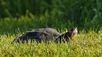 Snapping Turtle 
 Its carapace can vary from light brown to black in color and it has a saw-toothed back edge. The tail supports a row of jagged dorsal scales and is nearly as long as the carapace.