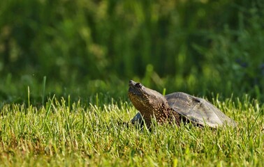 Snapping Turtle 
 Its carapace can vary from light brown to black in color and it has a saw-toothed back edge. The tail supports a row of jagged dorsal scales and is nearly as long as the carapace.