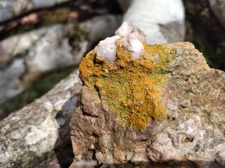 Fungos liquenizados (liquens) em pedra na Caatinga.