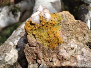 Fungos liquenizados (liquens) em pedra na Caatinga.