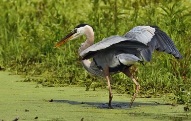 Great Blue Heron 

 They live in trees at swamps, rivers, ponds, and lakes. Their diet consists  as fish, amphibians, crustaceans, reptiles.  They are protected on the US Migratory Bird list.