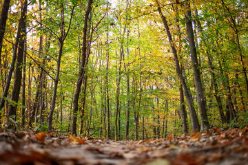 Trail in the autumn forest at dawn