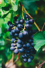 A bunch of ripe grapes is hanging on a branch.