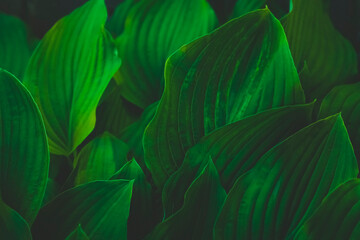 Abstract green leaves texture