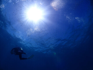 ダイビングスポット・石垣島海底からの魚影（沖縄）