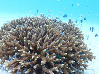 Naklejka na ściany i meble 石垣島海底のサンゴと魚群