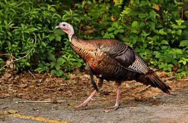 Turkey
There are two turkey species the wild turkey of eastern and central North America and the ocellated turkey of the Yucatán Peninsula in Mexico. They are among the largest birds in their ranges. 