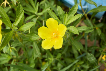 Ludwigia grandiflora 