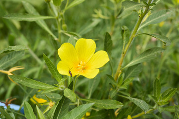 Ludwigia grandiflora 