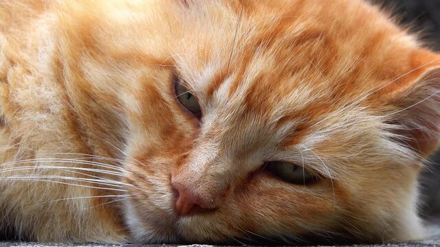 The muzzle of a red-haired lying cat with half-closed eyes..