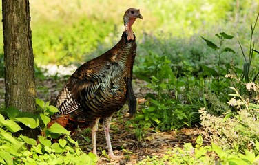 Turkey
There are two turkey species the wild turkey of eastern and central North America and the ocellated turkey of the Yucatán Peninsula in Mexico. They are among the largest birds in their ranges. 