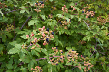 Rubus ulmifolius shrub with fresh wild blackberries