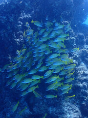 Fototapeta na wymiar 美ら海のサンゴに集まるヨスジフエダイの群れ／沖縄・黒島（竹富町）