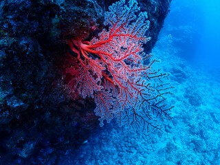 Fototapeta na wymiar 美ら海の岩礁に張り付く真っ赤なサンゴ／沖縄・黒島（竹富町）
