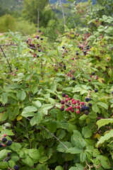 Rubus ulmifolius shrub with fresh wild blackberries