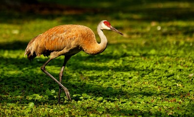 The Sandhill cranes on meadow in wildlife and conservation area