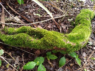 Musgos (pequenas plantas criptogâmicas) sobre tronco de árvore no solo da Caatinga.