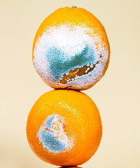 Rotten Moldy Orange. A photo of the growing mold. Spoiled fruit. Meal leftovers. Copy space. Equilibrium floating food balance.