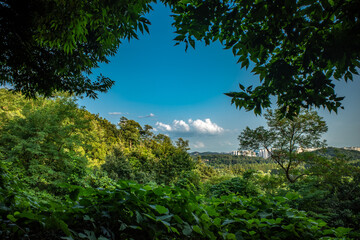 forest and sky