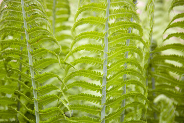 Close up background of bright green fern leaves growing in the garden