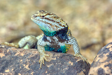 Arizona Desert Spiny Lizard Watching