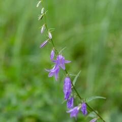 Flowering Nettle-leaved Bellflower (Campanula trachelium). Bellflower family (Campanulaceae).
