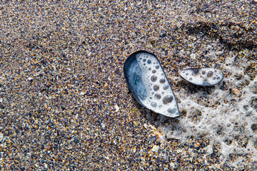 Mussel shell lies on the sand in sea foam and is filled with water