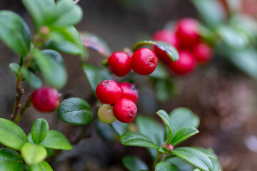 Vaccinium vitis-idaea, the lingonberry, partridgeberry, mountain cranberry or cowberry, is a small...