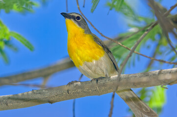 Yellow-Breasted Chat of Arizona