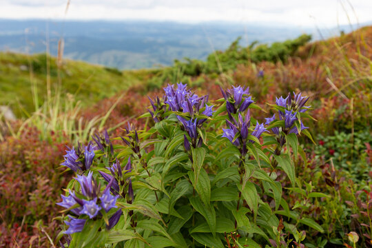Gentiana asclepiadea, the willow gentian, is a species of flowering plant in the family Gentianaceae. Willow Gentian (Gentiana asclepiadea) is a medium-tall, blue-flowering mountain herb