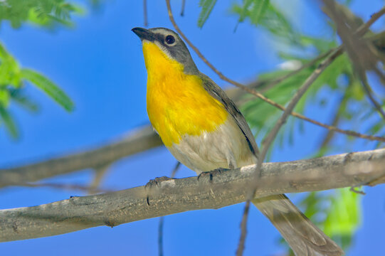 Yellow-Breasted Chat of Arizona