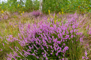 Unique landscape of the Carpathian Mountains with mass flowering heather fields (Calluna vulgaris). Flowering Calluna vulgaris (common heather, ling, or simply heather) in the Carpathians.
