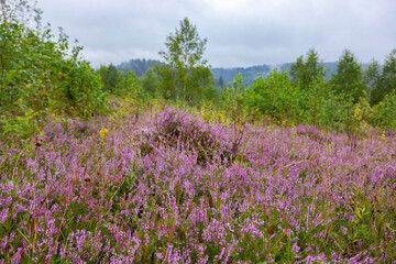 Unique landscape of the Carpathian Mountains with mass flowering heather fields (Calluna vulgaris)....
