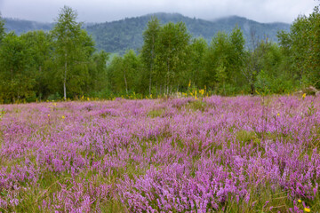 Fototapeta na wymiar Unique landscape of the Carpathian Mountains with mass flowering heather fields (Calluna vulgaris). Flowering Calluna vulgaris (common heather, ling, or simply heather) in the Carpathians.