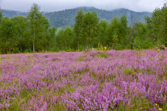 Unique landscape of the Carpathian Mountains with mass flowering heather fields (Calluna vulgaris). Flowering Calluna vulgaris (common heather, ling, or simply heather) in the Carpathians.