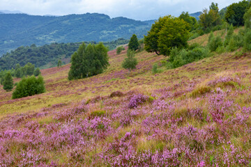 Fototapeta premium Unique landscape of the Carpathian Mountains with mass flowering heather fields (Calluna vulgaris). Flowering Calluna vulgaris (common heather, ling, or simply heather) in the Carpathians.