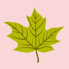 Simplicity maple leaf freehand drawing flat design.