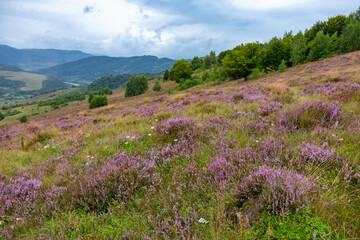 Fototapeta premium Unique landscape of the Carpathian Mountains with mass flowering heather fields (Calluna vulgaris). Flowering Calluna vulgaris (common heather, ling, or simply heather) in the Carpathians.